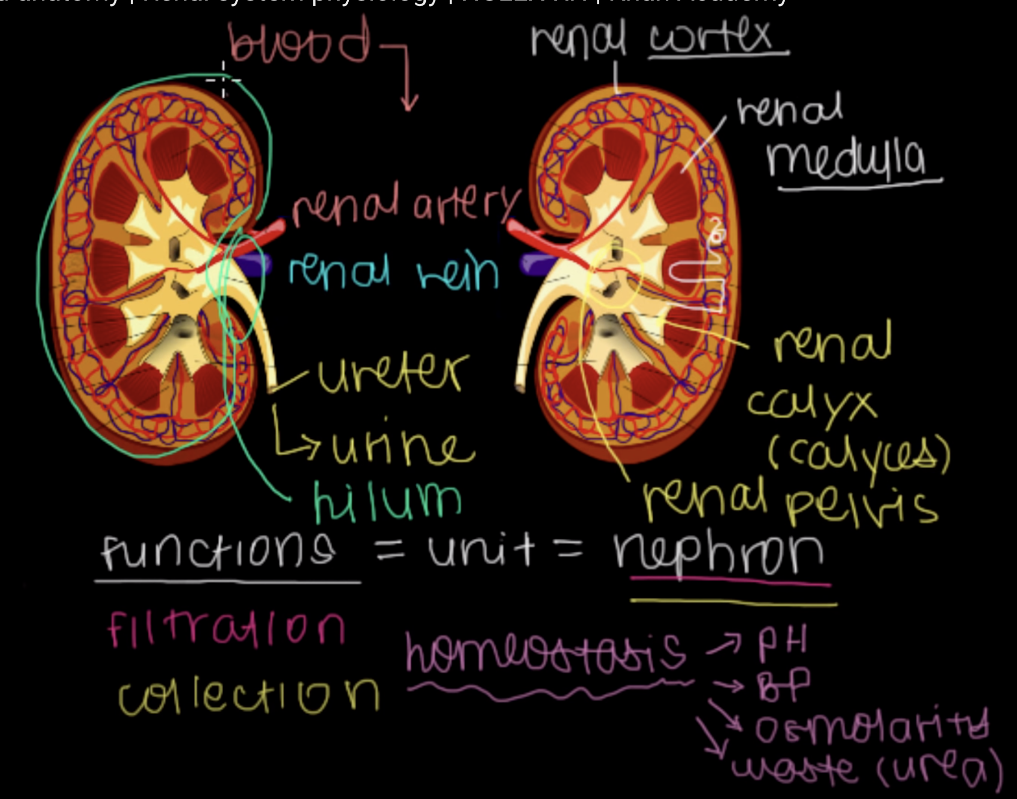 <p>to maintain homeostasis, regulate pH, blood pressure of body, osmolarity and excretion of waste (urea).</p>