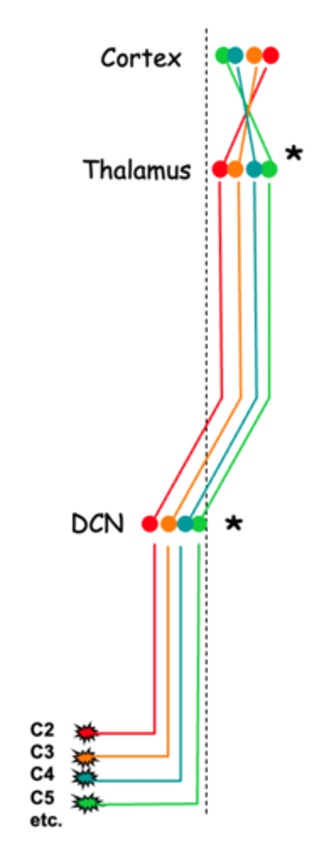 <p>Logically, there must also be a map in the __________, the 'way station', between the ____ and ___ order neurons, and in the __________ __________ __________</p>