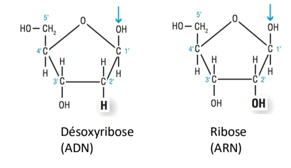 <p>Désoxyribose<br />
C2’ = H</p>