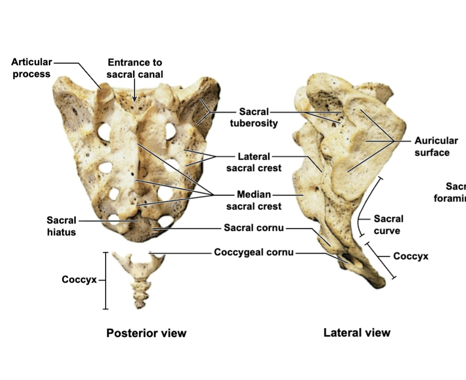 <p>Sacrum </p>