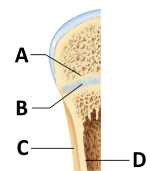<p>During bone growth, which significant event occurs at the surface indicated by the letter D?</p>