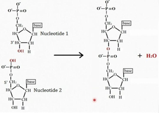 <p>What bond does this image show?</p>