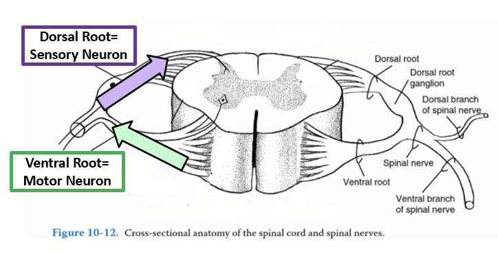 <p>Connect the CNS to the PNS. Each branches in a ventral and dorsal root carrying different information:</p><ul><li><p>The SENSORY information (AFFERENT information) is carried FROM the PNS to the CNS and enters the spinal cord through the DORSAL root.</p></li><li><p>The MOTOR information (EFFERENT information) is carried OUT from the CNS to the PNS and exits the spinal cord via the VENTRAL root of the spinal nerve.</p></li></ul><p></p>