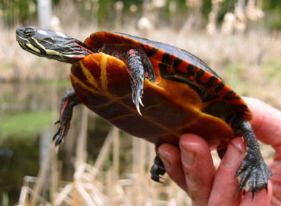 <p>Painted turtle</p>