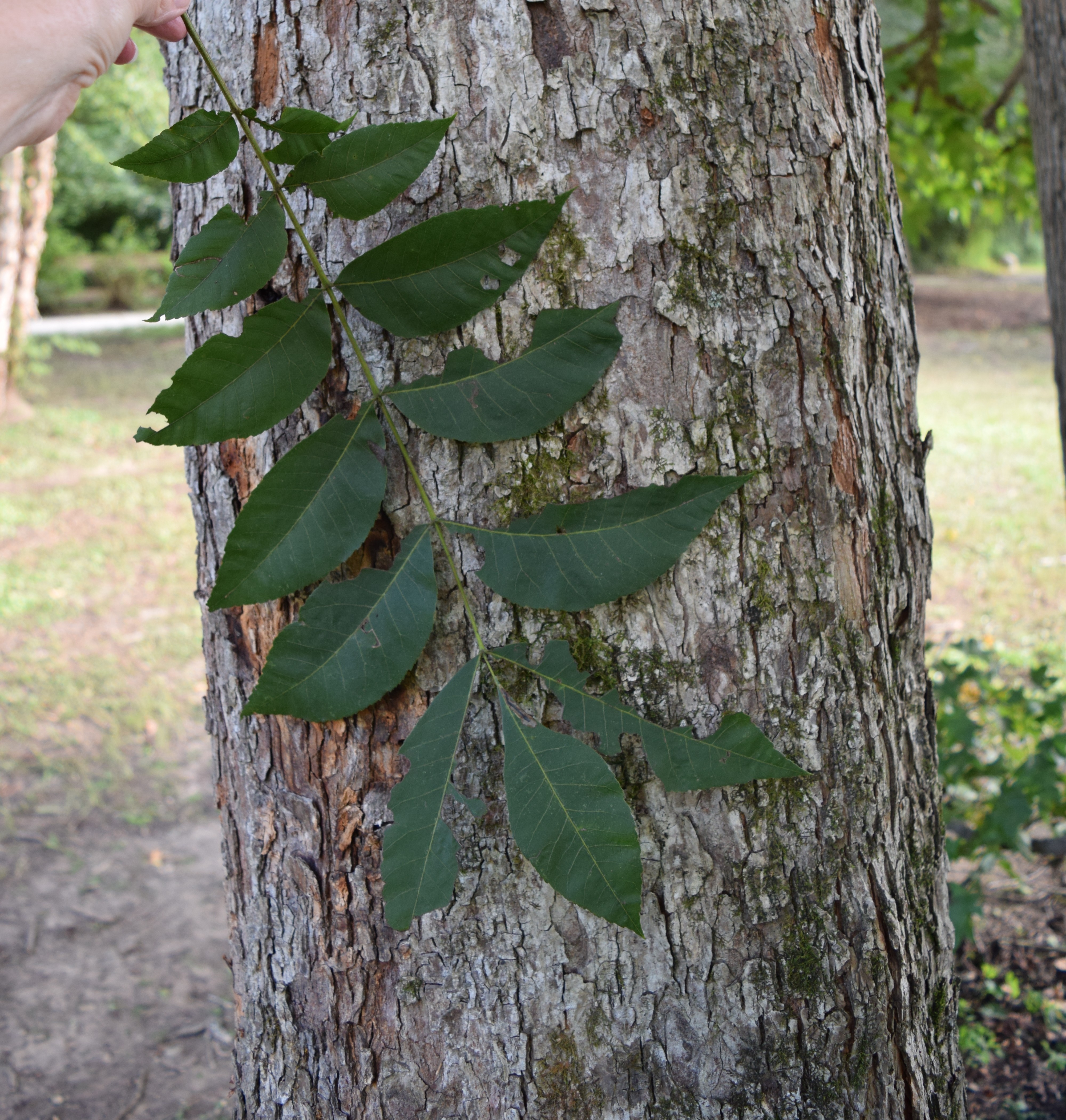 <p>Common name</p>