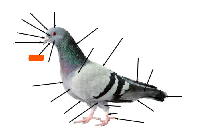 term image