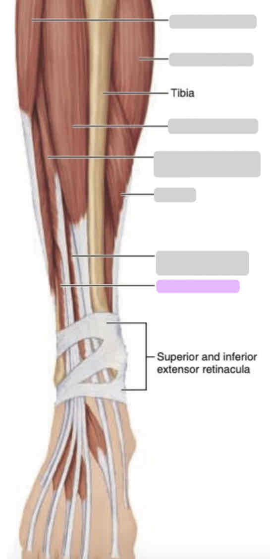 <p><span>Anterior leg (superficial)</span></p>