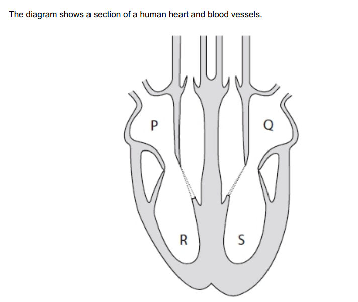 <p>Which structures will fill with blood as a result of atrial systole? (1)</p>