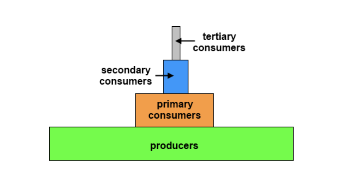 <p>An energy pyramid is shown below.</p><p></p><p>(photo)</p><p></p><p>What does the energy pyramid demonstrate?</p>