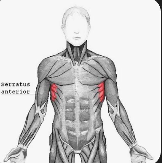 <p>serratus anterior</p>