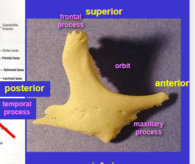 <p>Zygomatic bone (check bones)</p><ul><li><p>Has three major processes (Shown in image)</p></li></ul><p></p>