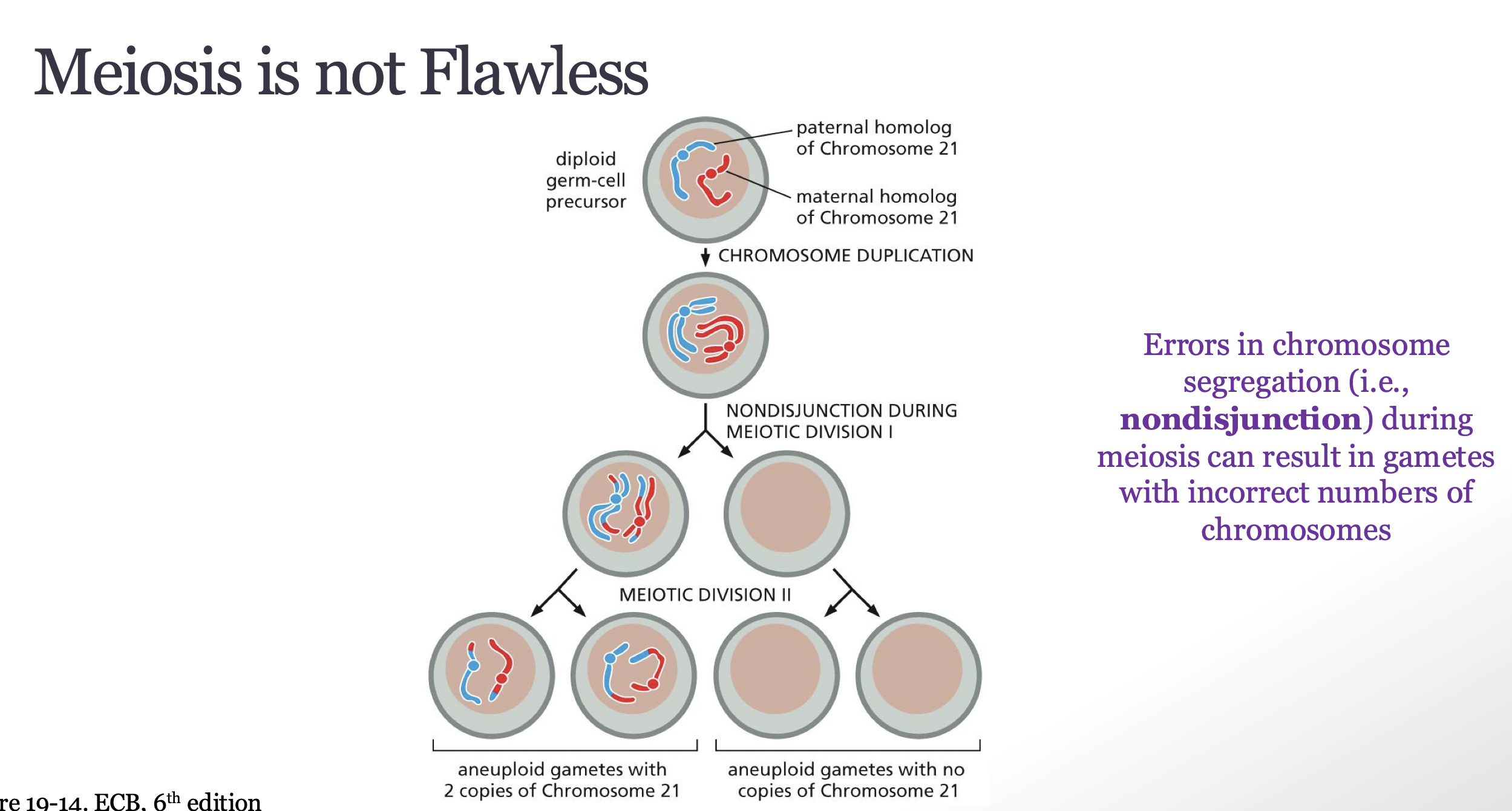 <p>nondisjunction occurs due to errors in chromosome segregation which can give rise to disease </p>