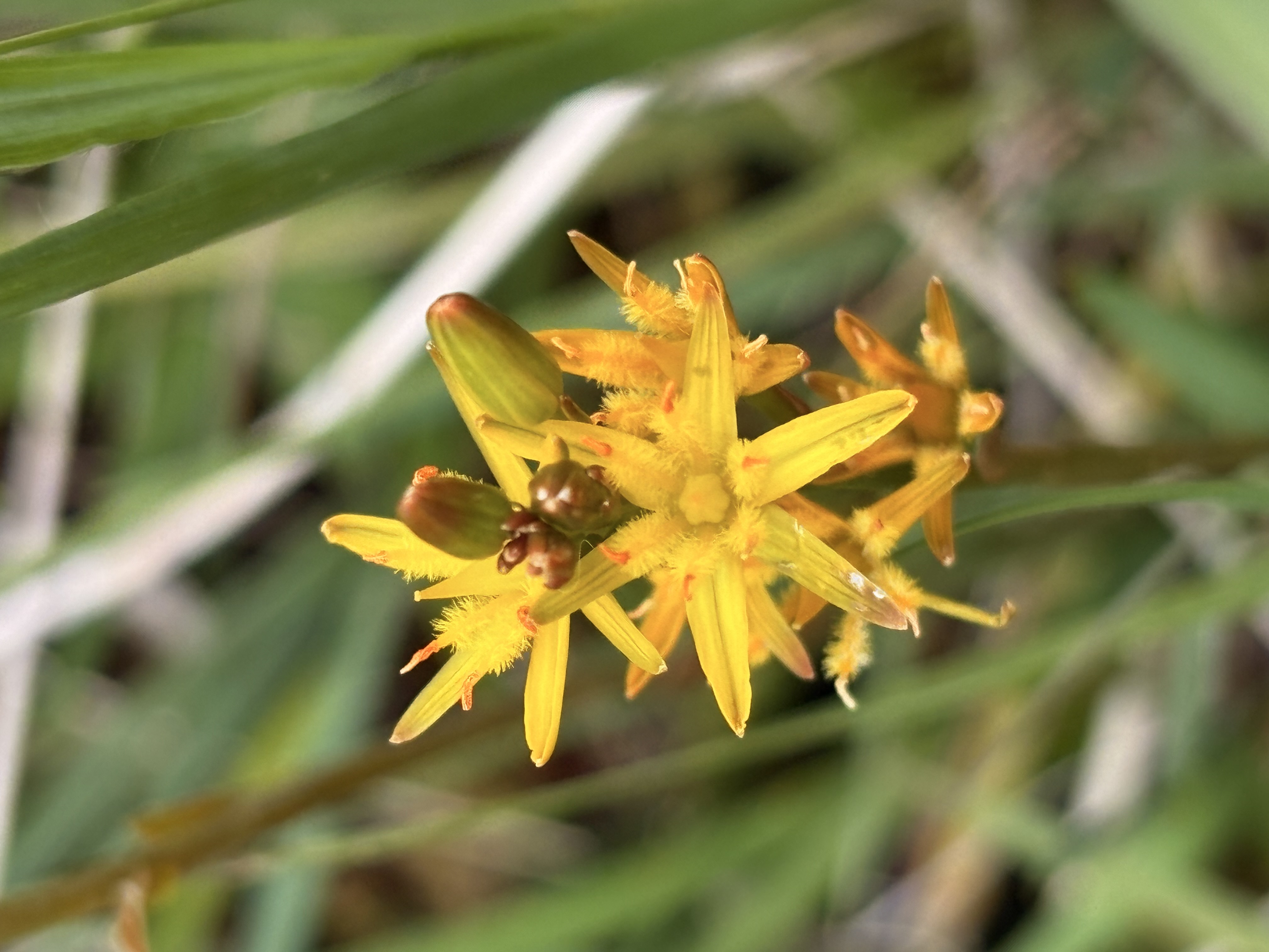 <p>Bog asphodel</p>
