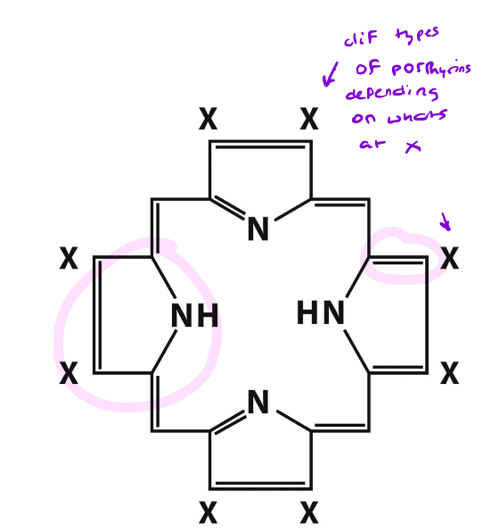 <ul><li><p>An organic molecule that has <span style="color: blue"><mark data-color="yellow">4 pyrrole rings linked by methene bridges</mark></span></p></li><li><p><u>Different</u> porphyrins have <u>different</u> substituents at the <u>X positions</u></p></li><li><p><strong><u><span style="color: blue">Nonpolar</span></u></strong>; fits in a <strong><mark data-color="yellow">nonpolar crevice</mark></strong> in the protein</p></li><li><p>Ring system is somewhat <strong><span style="color: blue">planar</span></strong></p></li></ul>