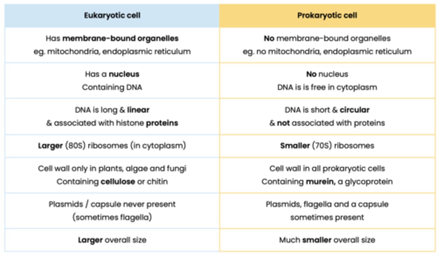 <p>- Prokaryotic cells are smaller</p><p>- Prokaryotic have no membrane bound organelles</p><p>- Prokaryotes have smaller 70S ribsomes</p><p>- Prokaryotes have no nucleus</p><p>- Prokaryotes have circular DNA that is not associated with histones</p><p>- Prokaryotic cell wall made of murein instead of cellulose/chitin</p>