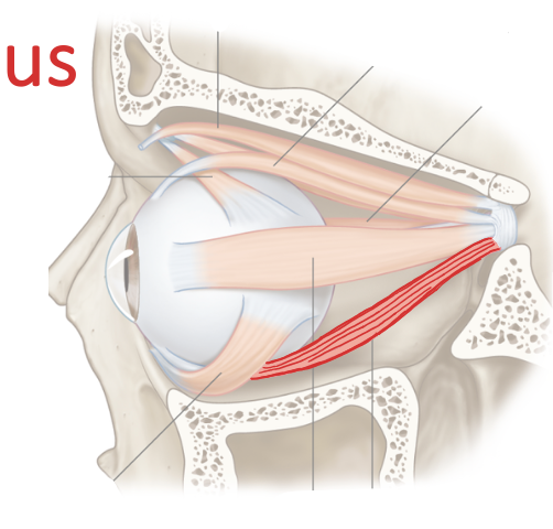<p>List their attachments, their function, and innervation: Inferior Rectus</p>