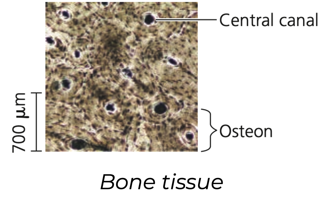 Bone
➔ ________ connective tissue

➔ Osteo____: deposit a matrix of ______. Calcium, magnesium, and phosphate ions combine into a hard mineral with the matrix.

➔ Osteo__: microscopic structure of hard mammalian bone consists of repeating units of these
◆ Each has concentric layers of the mineralized matrix, which are deposited around a central ____ containing blood vessels and nerve