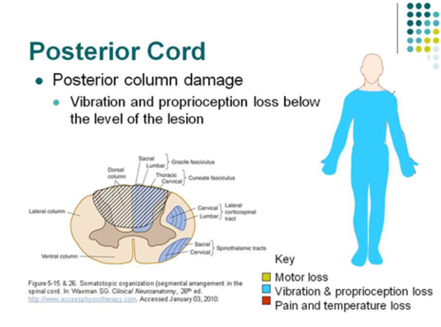 <p>Injury results in loss of proprioception and variable preservation of motor function and pain and temperature sensation.</p>