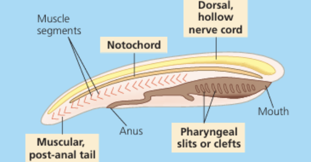 <p>4 key characs. of phylum Chordata </p>