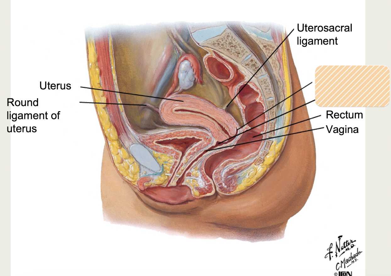 <p>What are the recesses around cervix?</p>