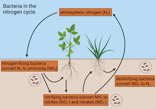 <p><strong>Nitrogen fixation</strong><span>: During this step, atmospheric nitrogen gas is </span><strong>fixed</strong><span>, or converted into a form that can be used by plants and animals:</span></p><ul><li><p>Lightning! Forms nitrate, falls to surface as precipitation</p></li><li><p>In soil: nitrogen-fixing bacteria</p></li></ul><p><strong>Ammonification:</strong></p><ul><li><p><span>As dead organisms and waste decompose, ammonia and ammonium ions are returned to the environment through ammonification.</span></p></li><li><p><span>This process is carried out by certain bacteria and fungi.</span></p></li></ul><p><strong>Nitrification:</strong></p><ul><li><p>groups of nitrifying bacteria convert the products of ammonification into nitrites and then nitrates.</p></li></ul><p><strong>Denitrification:</strong></p><ul><li><p>Denitrifying bacteria convert nitrites and nitrates back into nitrogen gas, returning nitrogen to the atmosphere</p></li></ul>