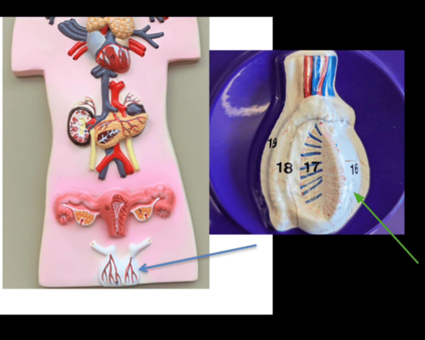 <p>Name this gland</p>