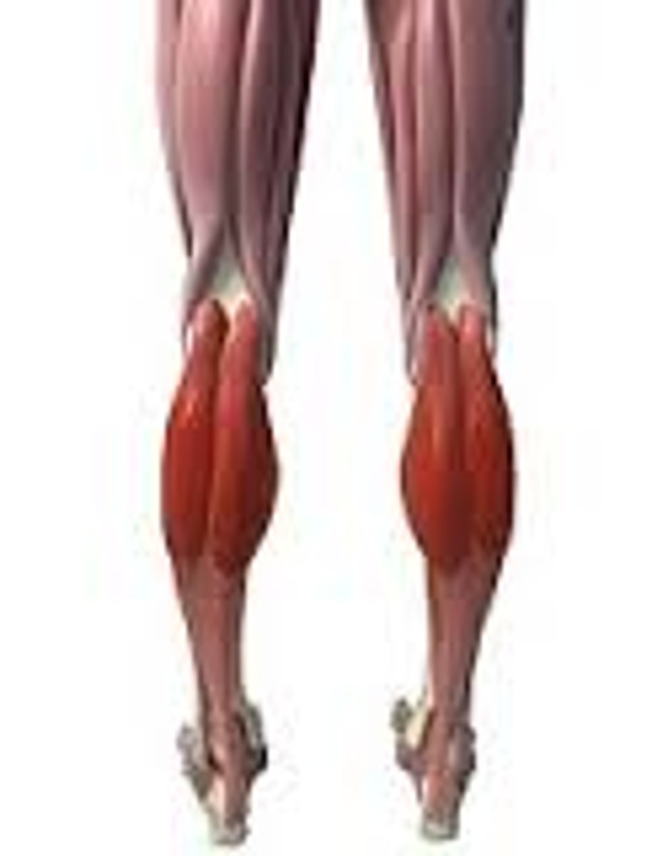 <p>posterior, most superficial calf muscle</p>