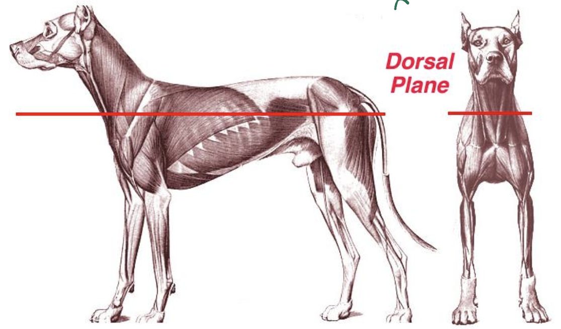<p>Divide body into <strong>dorsal </strong>and <strong>ventral parts </strong></p>