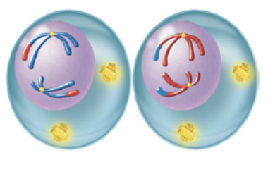 <p>first phase of meiosis II in which chromosomes condense and spindle fibers reforn</p>
