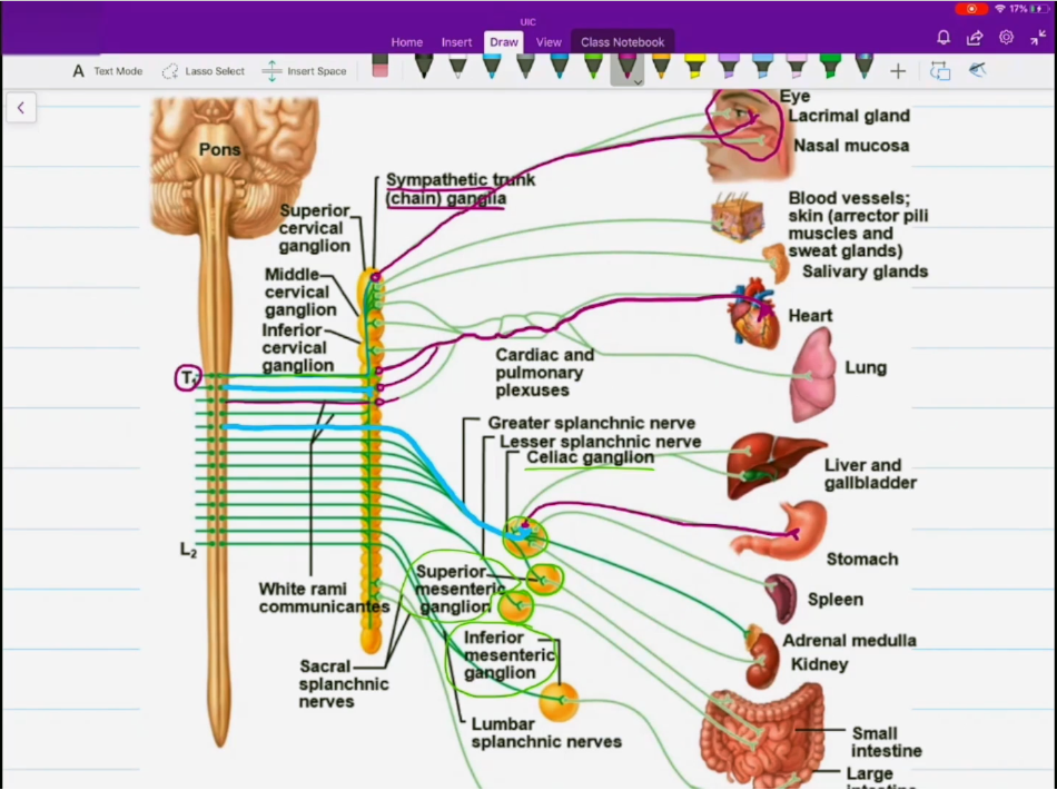 <ul><li><p>Originiates between T1 - L2, from the lateral horns of the vertebrae.</p></li><li><p>Preganglionic fibers pass through white rami communicantes and enter the sympathetic trunk/chain/paravertebral ganglia.</p></li><li><p>This time post is the big one and pre is the small one</p></li><li><p>oh yeah and the celiac, superior mesenteric, and inferior mesenteric ganglion kinda just f off to wherever they wan go</p></li></ul><p></p>