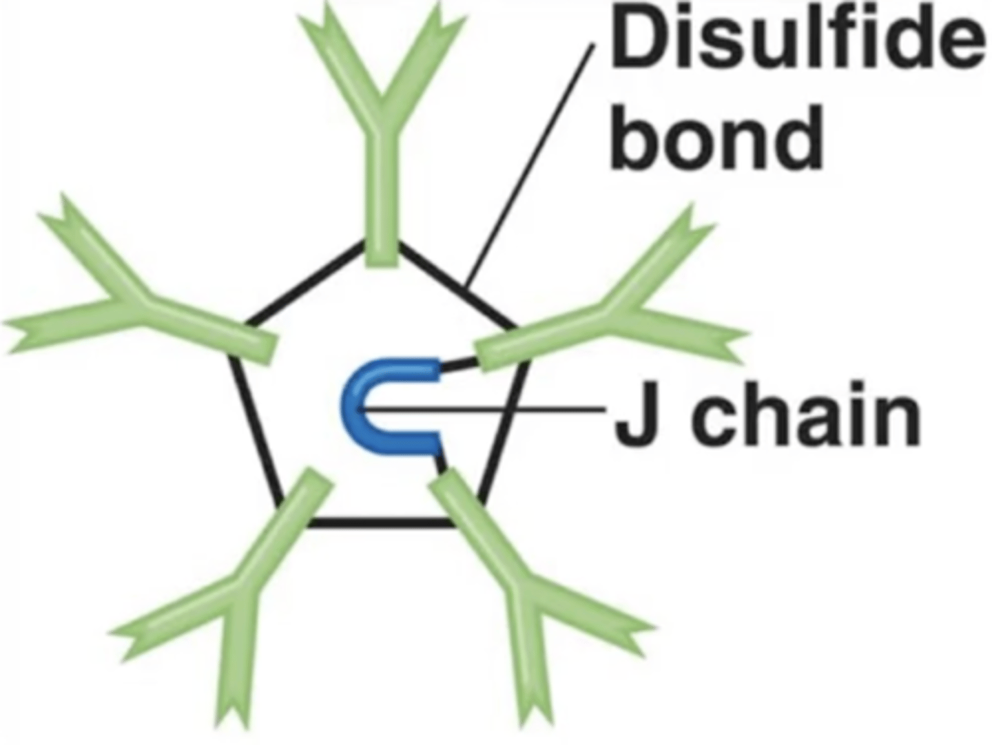 <p>Antibody class</p><p>Which antibody class is this?</p>