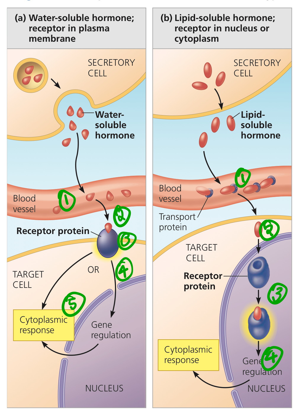 <ol><li><p>Hormones are transported in blood through bulk flow. They’re essentially carried by a moving fluid.</p></li><li><p>Hormones travel to targets where the signal is detected.</p></li><li><p>A receptor detects the signal, whether or not the receptor is on the membrane or in the cytoplasm.</p></li><li><p>Signal transduction pathway is activated, relaying info to the nucleus.</p></li><li><p>Gene expression, increasing or decreasing in response.</p></li></ol>