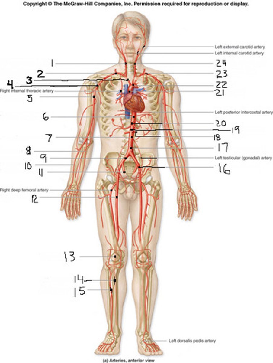 <p>carry oxygen-rich blood away from the heart to other parts of the body</p>