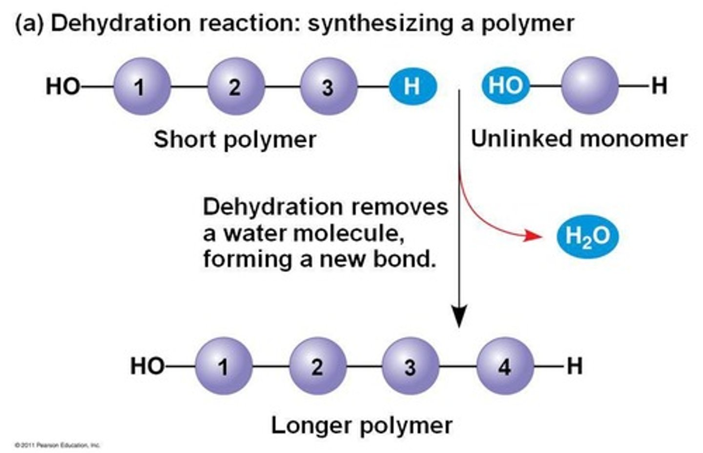 <p>a chemical reaction in which two or more molecules combine to produce water or another simple molecule, BUILDS</p><p>--energetically unfavorable</p>