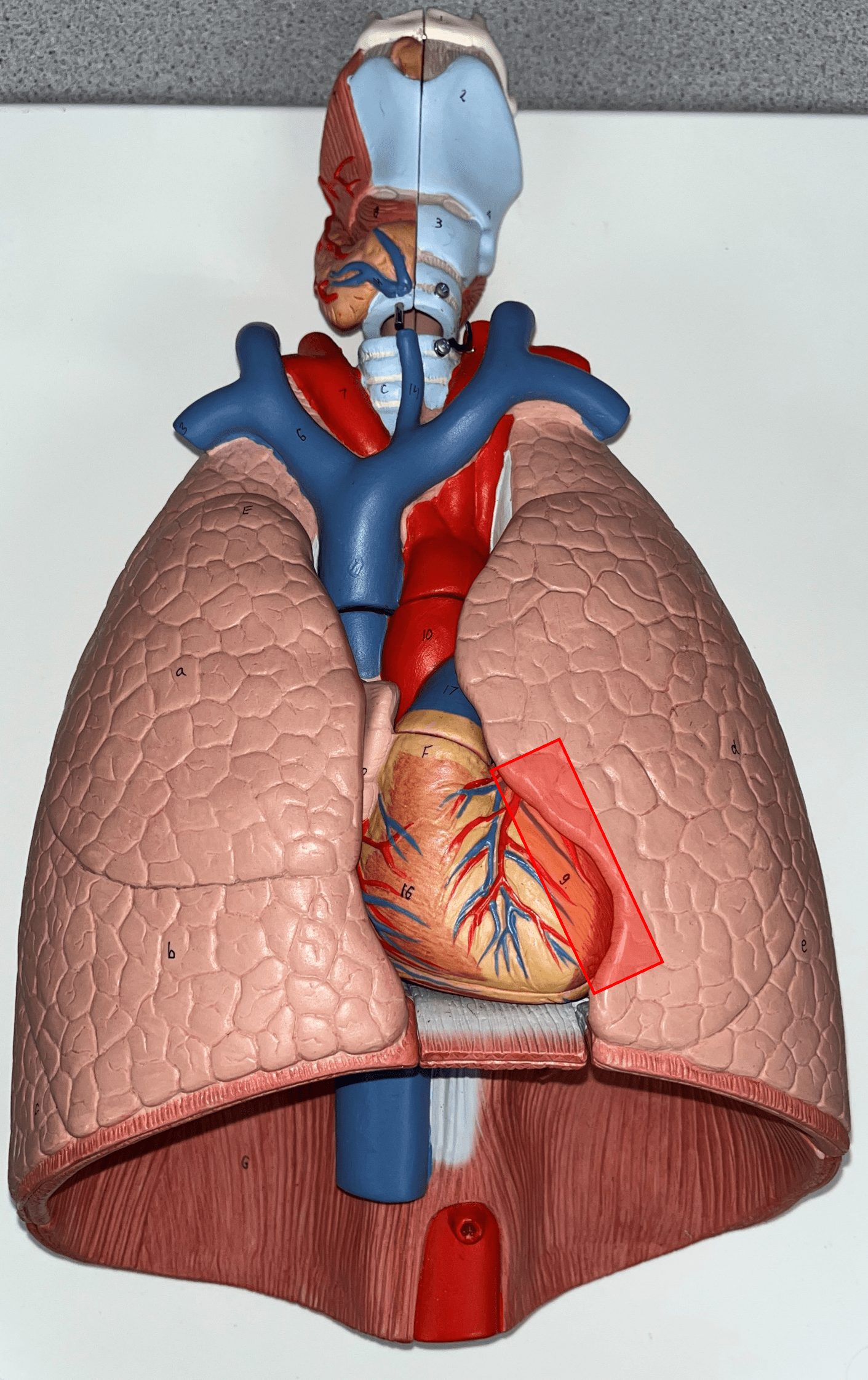 The concave surface of the L. lung that accommodates the apex of the heart.