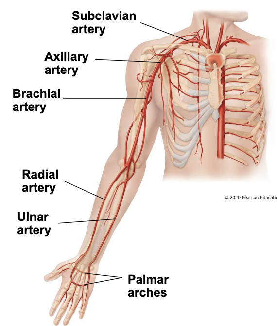 <ul><li><p><u>subclavian artery</u></p><ul><li><p>travels between first rib and under clavicle to become axillary artery</p></li></ul></li><li><p><u>axillary artery</u></p><ul><li><p>becomes brachial artery</p></li></ul></li><li><p><u>brachial artery</u></p><ul><li><p>after passing elbow, splits into radial and ulnar arteries</p></li></ul></li><li><p><u>radial & unlar arteries</u> </p><ul><li><p>form <u>palmer arches</u> in the hand</p></li></ul></li></ul><p></p>