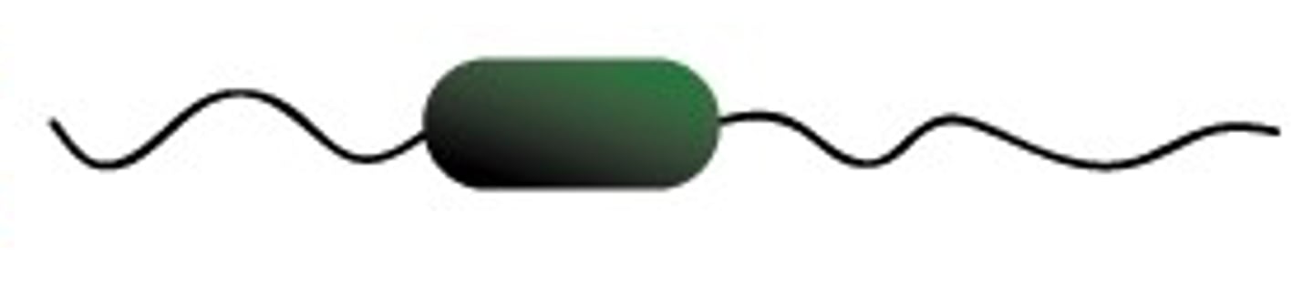 <p>Amphitrichous</p>