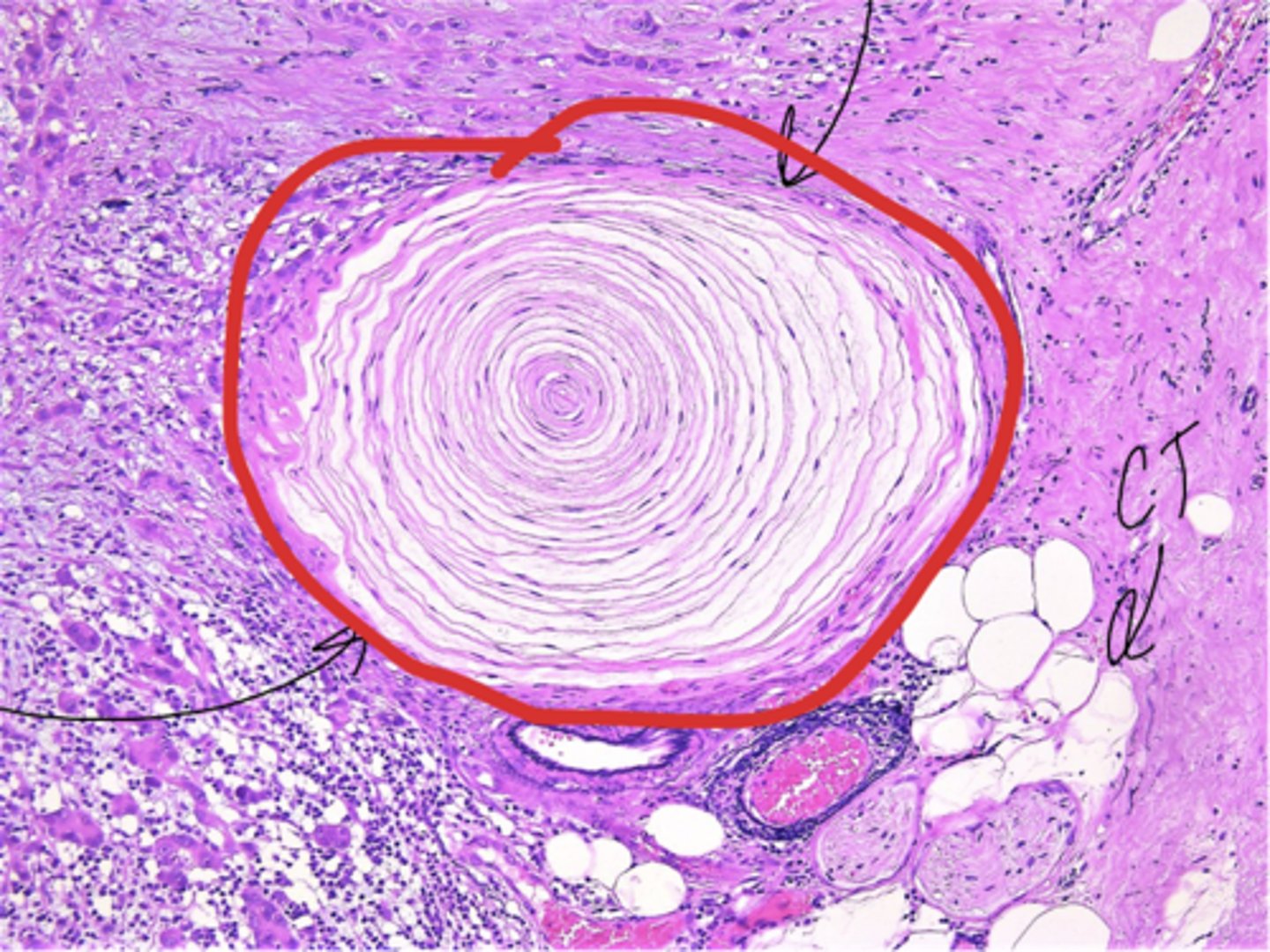 <p>Identify the structure</p>