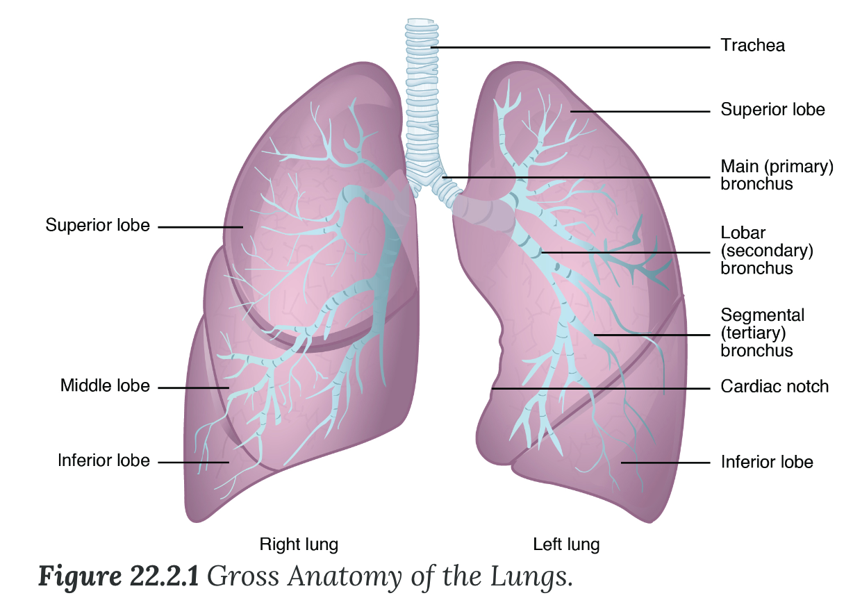 <p><strong>Lungs</strong></p><ul><li><p>paired organs that are connected to the trachea by the right and left bronchi;</p><ul><li><p>___ lung is shorter and wider than the left lung</p></li><li><p>the left lung occupies a smaller volume than the right</p><ul><li><p>cardiac ____</p><ul><li><p>allows space for the heart</p></li></ul></li></ul></li></ul></li><li><p>Each lung is composed of smaller units called _____.</p><ul><li><p>____ separate these lobes from each other</p></li><li><p>Each lobule receives its own large bronchiole that has multiple branches</p></li><li><p><strong>interlobular _____</strong></p><ul><li><p>wall, composed of connective tissue, which separates lobules from one another</p></li></ul></li></ul></li><li><p><strong>Bronchopulmonary segment</strong></p><ul><li><p>a division of a lobe, and each lobe houses multiple bronchopulmonary segments</p></li><li><p>Each segment receives air from its own _____ bronchus and is supplied with blood by its own artery</p></li></ul></li><li><p>bordered by the _____ inferiorly</p></li></ul>