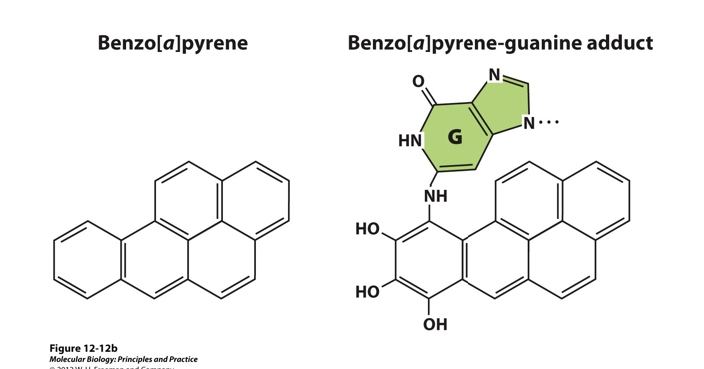 <p>Alkylation: Spontaneous, non-enzymatic_____of_______, particularly guanine, occurs frequently. The addition of larger alkyl groups, such as benzo[<em>a</em>]pyrene from cigarette smoke leads to________in the DNA that block_________ progression</p>