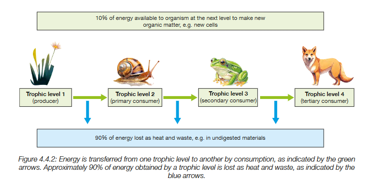 knowt flashcard image