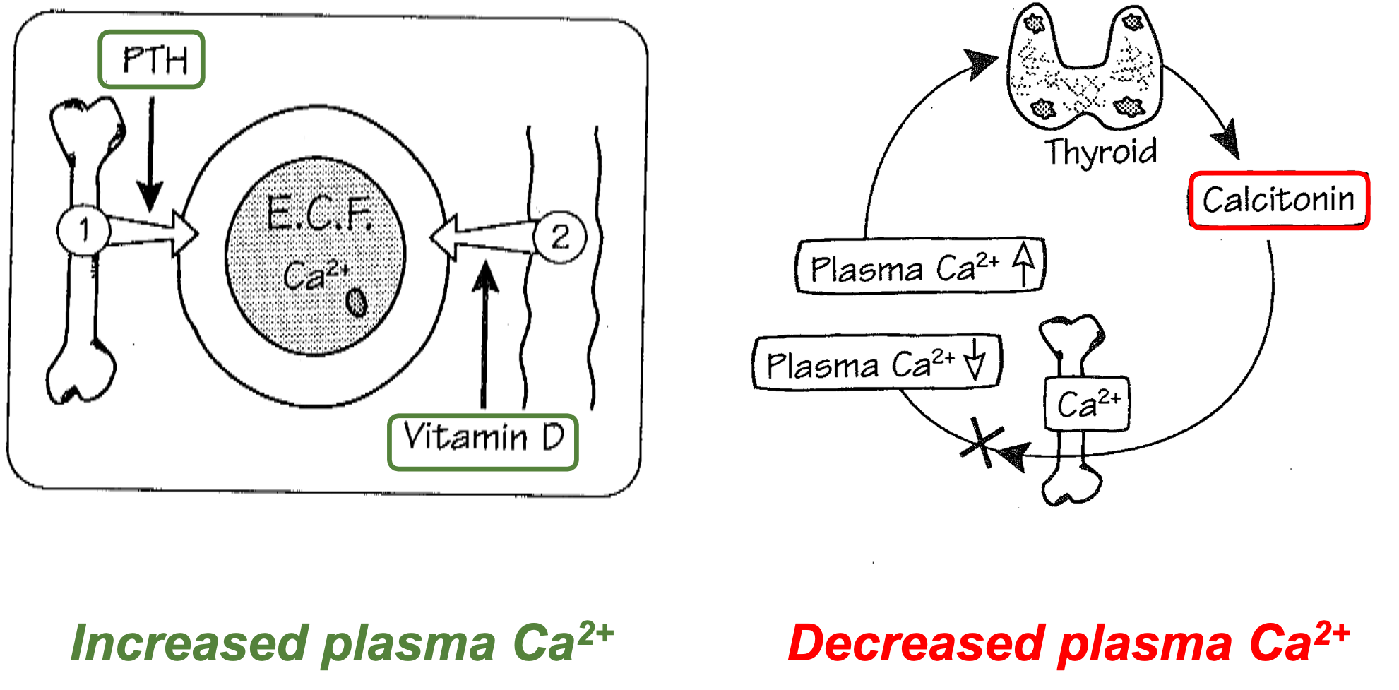 <ol><li><p>Increased plasma Ca2+</p><ol><li><p>Lower PTH</p></li><li><p>Increase in Vitamin D</p></li></ol></li><li><p>Decreased plasma Ca2+</p><ol><li><p>Thyroid secretes Calcitonin</p></li></ol></li></ol>