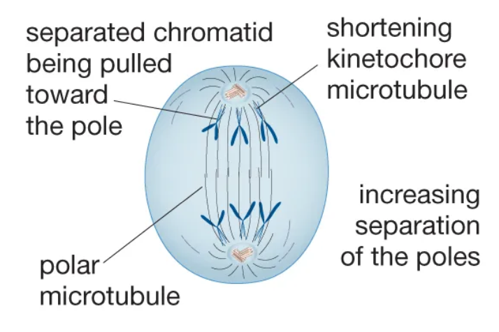 <p>The stage of mitosis during which sister chromatids separate and move to opposite poles.</p>