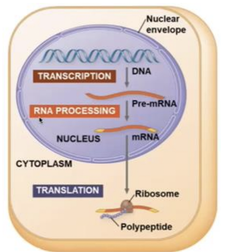 <p>DNA -&gt; RNA -&gt; PROTEIN</p>