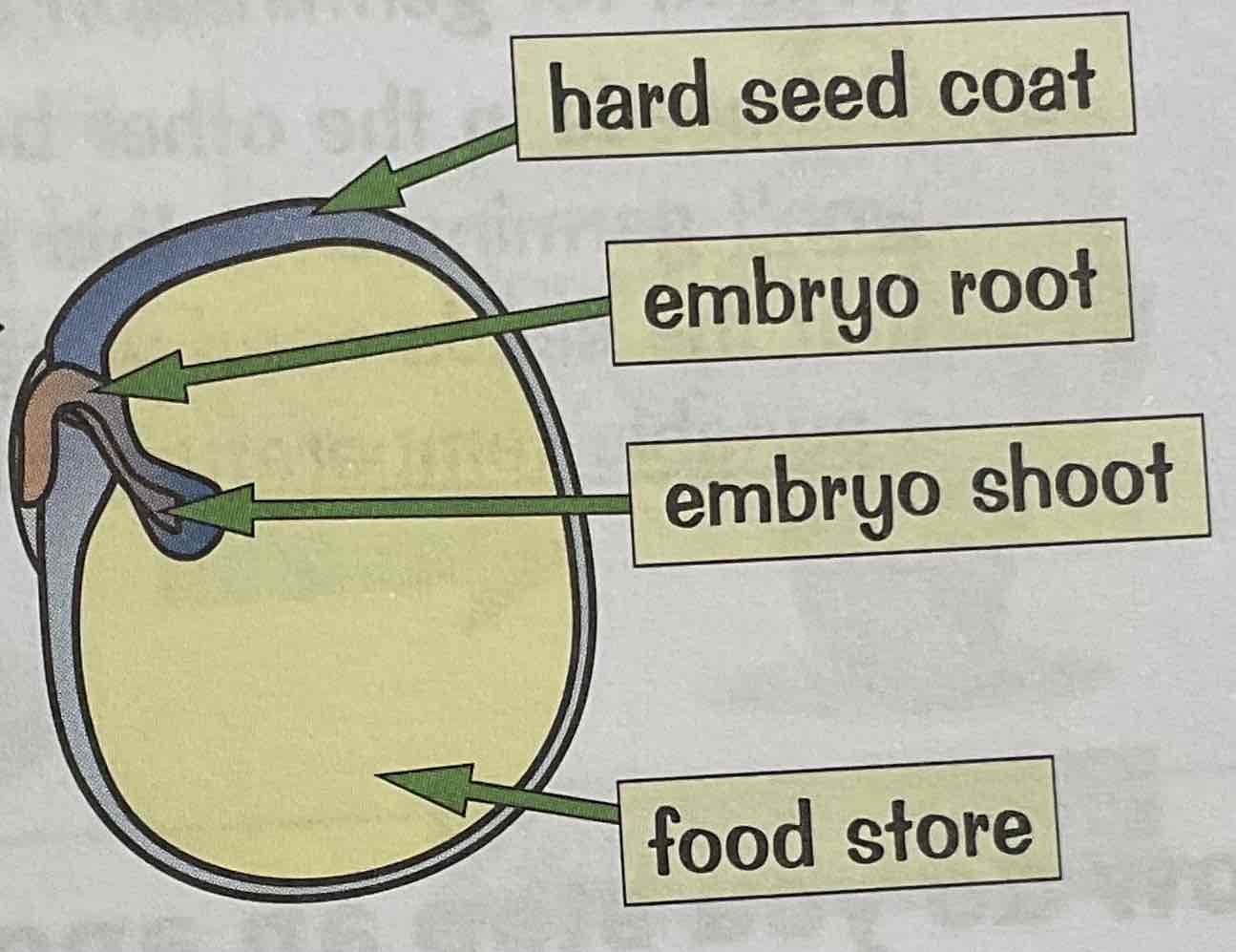 <ol><li><p>A developed seed contains an embryo and a store of food reserves, wrapped in a hard seed coat</p></li><li><p>When a seed starts to germinate, it gets glucose for respiration from its own food store. This transfers the energy it needs to grow.</p></li><li><p>Once the plant has grown enough to produce green leaves, it can get its own food for energy form photosynthesis</p></li></ol>