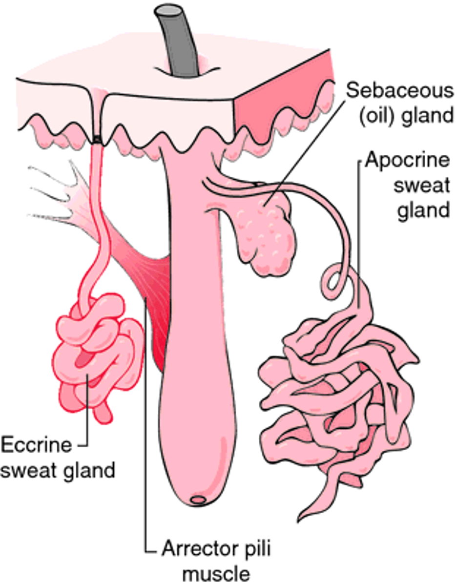 <p>located in specific regions (will not see on slides)</p>