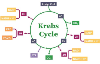 <ul><li><p><span style="background-color: transparent;"><span>Occurs in mitochondrial matrix</span></span></p></li><li><p><span style="background-color: transparent;"><span>Acetyl CoA (combines with oxaloacetate) —> Citrate —> many rxns —> CO</span><sub><span>2</span></sub><span> + NADH + FADH</span><sub><span>2</span></sub><span> released</span></span></p></li><li><p><span style="background-color: transparent;"><span>Citrate is later broken down to make oxaloacetate so that it can combine with Acetyl CoA again (two Acetyl CoAs)</span></span></p></li><li><p><span style="background-color: transparent;"><span>Glucose has been fully oxidized</span></span></p></li></ul><p><span style="background-color: transparent;"><u><span>Net gain</span></u><span>: </span></span></p><ul><li><p><span style="background-color: transparent;"><strong><span>2 ATP</span></strong><span> (produced by substrate-level phosphorylation)</span></span></p></li><li><p><span style="background-color: transparent;"><strong><span>6 NADH</span></strong><span>, </span><strong><span>2 FADH</span><sub><span>2</span></sub></strong><span> (electron carriers)</span></span></p></li><li><p><span style="background-color: transparent;"><strong><span>CO</span><sub><span>2</span></sub></strong><span> released</span></span></p></li></ul><p></p>