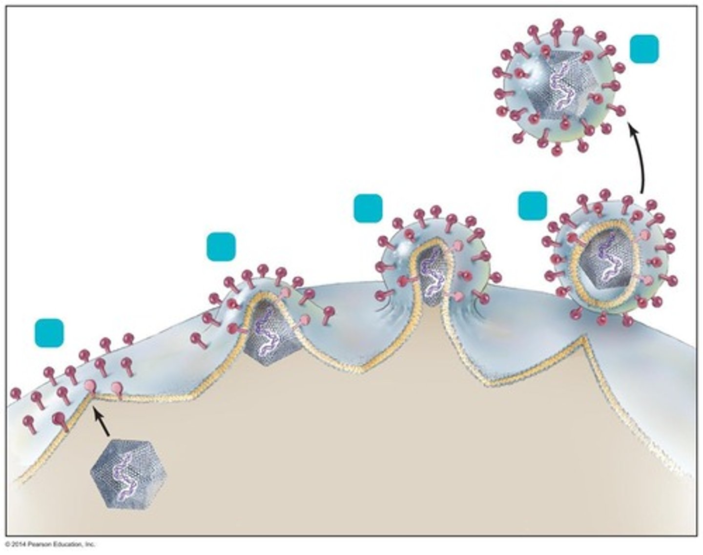 <p>Virus binds to host cell receptors.</p>