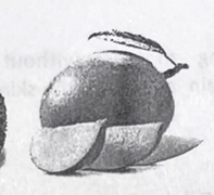 <p>the mango</p>