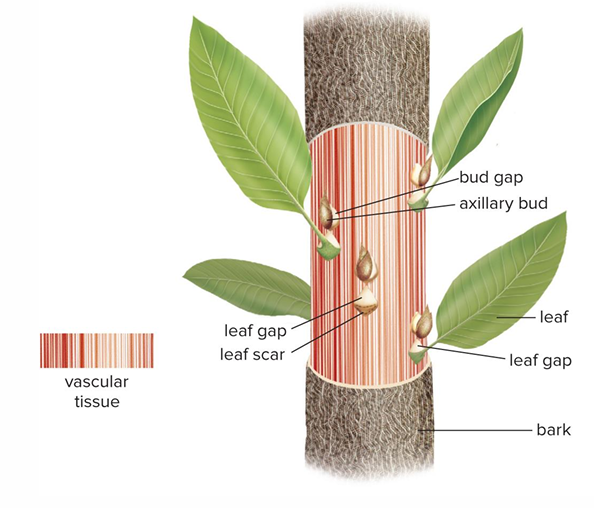 <p>Traces branch off from cylinder of xylem and phloem, and enter leaf or bud </p>